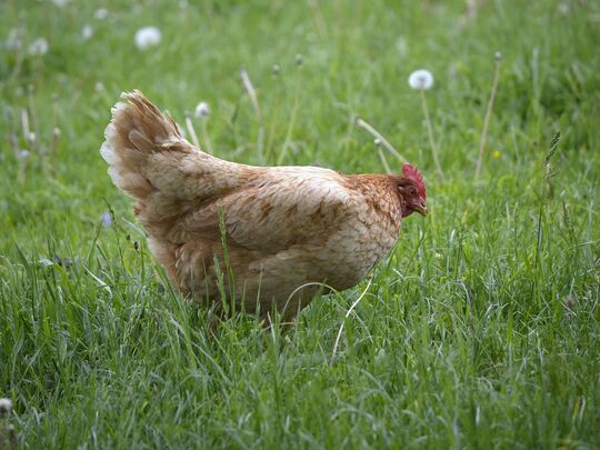 Les poulets label rouge