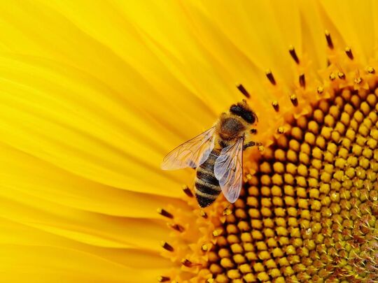 Musée vivant de l'abeille à Liesse Notre Dame